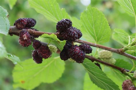 tree similar to nonfloweing mulberry
